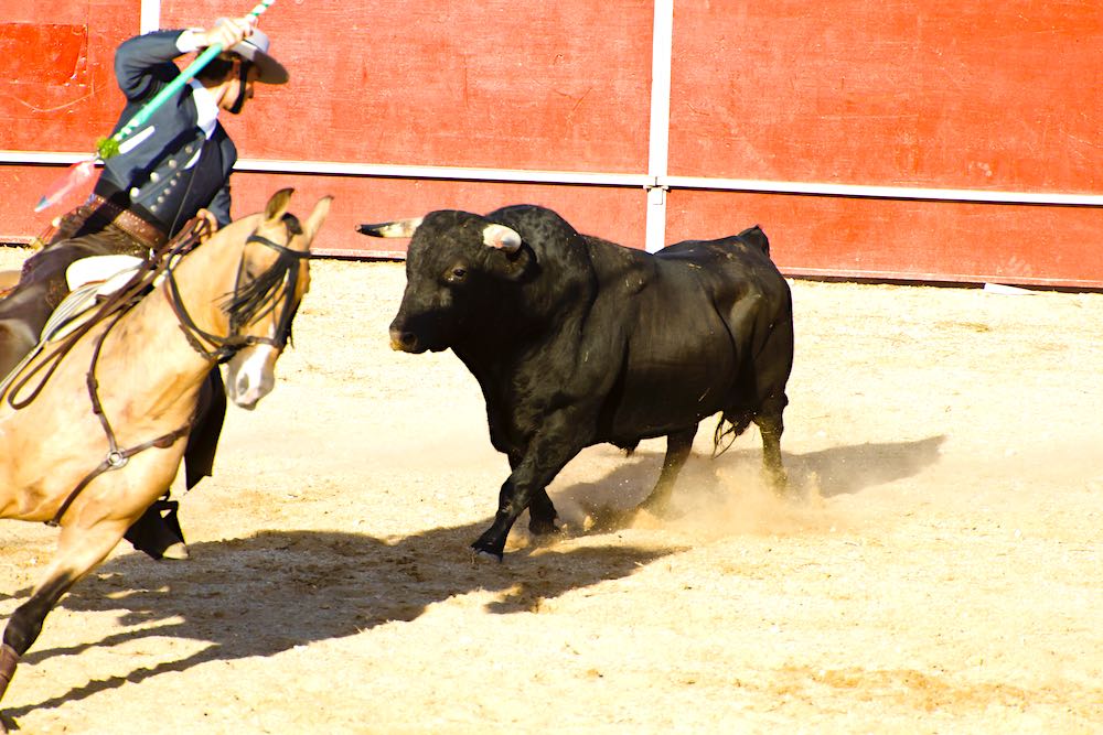 bull fight denia
